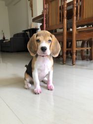 3 months old male Beagle for sale
