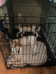 Free beagle pups