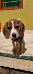Selling of 2 month vacinatee old beagle in srinagar