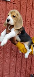 Beagle show quality puppy female