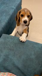 Beagle puppy barely 65 days old