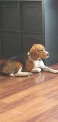 Purebred Male Tricolor Beagle