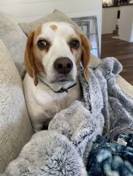 4 yr old Lemon Beagle