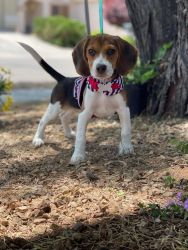 Beagle female puppy