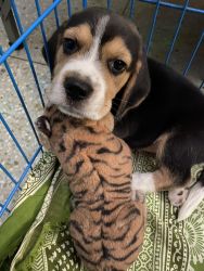 Baby Beagle for adoption
