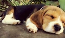 Beagle baby on sell