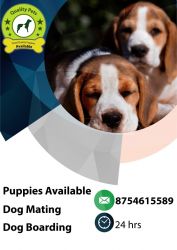 Beagle male and female puppies available with kci xxxxxxxxxx