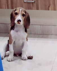 Be the owner of very loving beagle pup