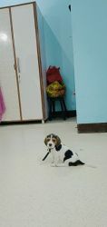 Beagle female puppy of 1.5 month's pure breed