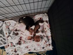 Beagles puppies very loving