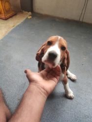 Beagle puppy 4 months old fully vaccinated
