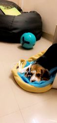 Female beagle puppy for sale. Good quality, tri colour