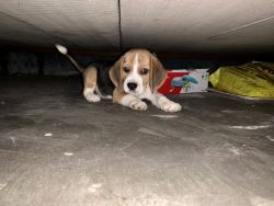 Beagle puppy massive quality