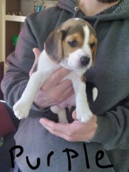 3 Beagle puppies available