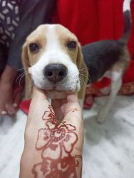 Beagle puppy 11 months