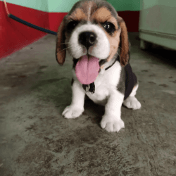 Good quality beagle
