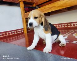 Beagle puppiea with kci