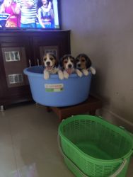 Beagle 3 male Puppies for sale
