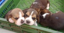 Pure breed Beagle in Noida