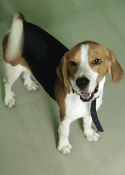 Beagle puppy 11 months old certified