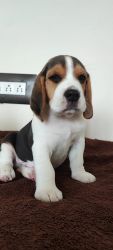 Male Beagle for Sale