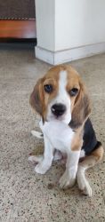60 days old Male beagle puppy available (certified)