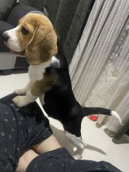 Beagle to sell