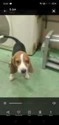 Beagle male puppy 4months old