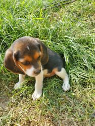 AKC beagle puppies