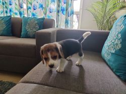 Beagle 3 months+