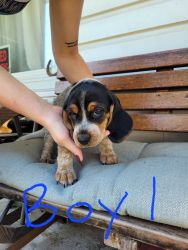 AKC REGISTERED BEAGLE PUPPIES