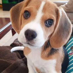 Beautiful Beagle Puppies for sale(832)XX770XXX83XX06