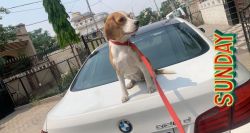Best quality beagle female 2 year old for sale