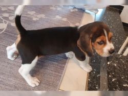 Loving and playful beagle puppies available