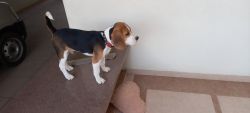 beagle healthy male puppy. He is active as well as he loves to play .