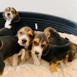 beagle babies ready for rehoming