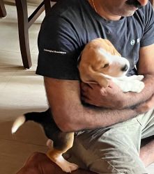 Beagle tricolour male 3 months kci vaccinated cage and accessories