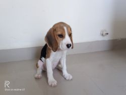 Female Beagle