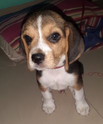 Beagle male puppy