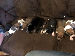 Beagle puppies ready to find their forever homes