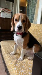 Need a new home for my beagle puppy