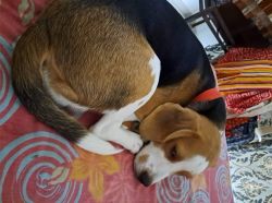 Want to sell away our 8 month old Beagle dog