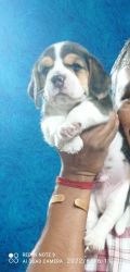 Beagle puppy for sale near prozone mall