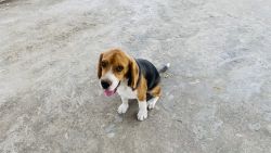6 Months Beagle
