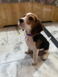 Beagle on sale