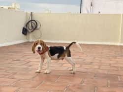 Beagle 8 week puppy with KCI for sale