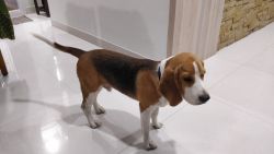 Beagle dog for sale