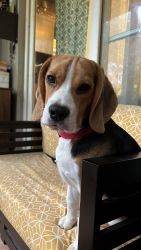 I want to sell my 7 month old beagle puppy