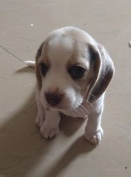 Beagle puppy beautiful available 50 days old