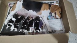 Begal puppies for sell
